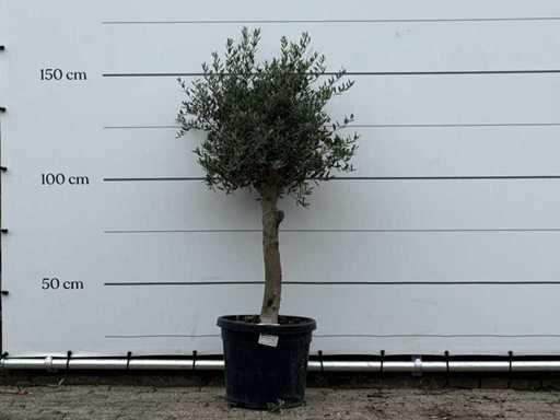 Măslinul Florida - Olea Europaea - aproximativ 25 de ani - înălțime aprox. 160 cm