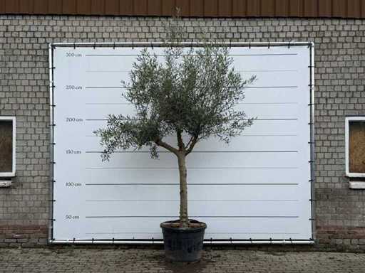 Tronco giocoso di ulivo Hojiblanca - Olea Europaea - circa 40 anni - altezza circa 280 cm