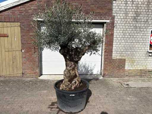 Bonsaï d’olivier - Olea Europea - 50 ans - Taille environ 230 cm