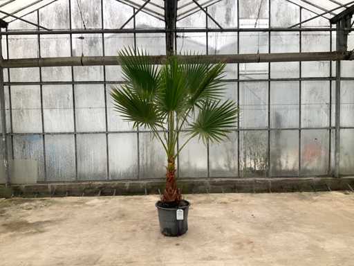 Palmboom (Washingtonia Robusta)