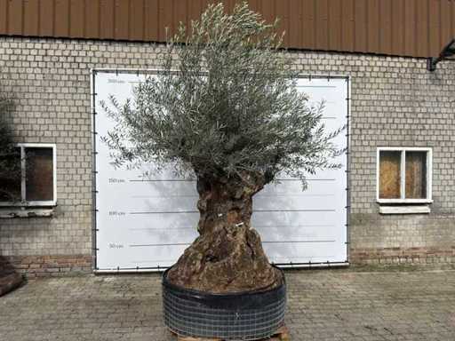 Olijfboom Bonsai XL - Olea Europaea - 100 jaar oud - Hoogte ca. 300 cm