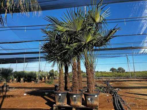 Tracycarpus Palme (6x)