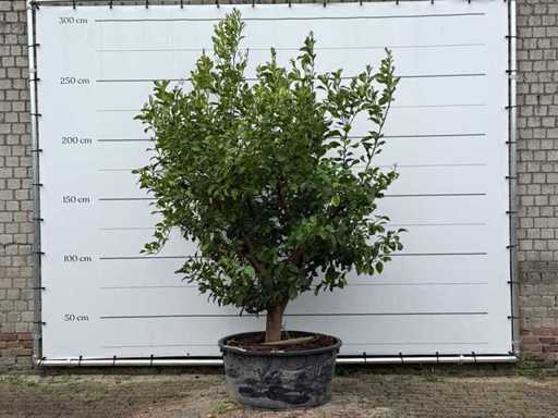 Lemon Tree XL - Limon agrume - hauteur environ 260 cm