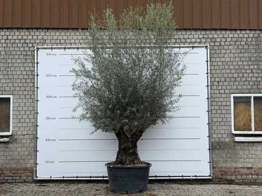 Olive tree Bonsai XL - Olea Europaea - approx. 80 years old - height approx. 290 cm