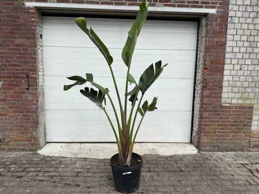 Paradijsvogelplant M - Strelitzia Augusta - hoogte ca. 200 cm