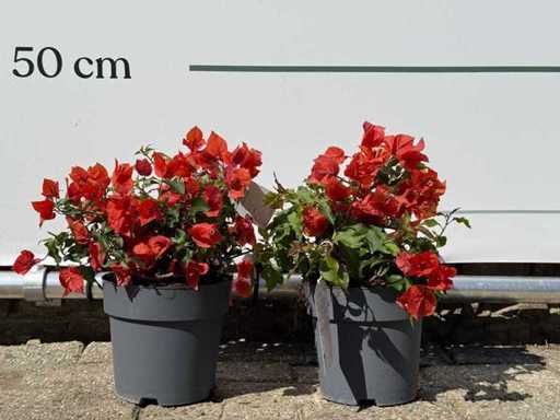 2x Bougainvillea oranje - Bougainvillea Glabra Sanderiana - hoogte ca. 30 cm