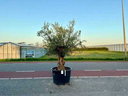 Ulivo (Olea Europaea Lessini)