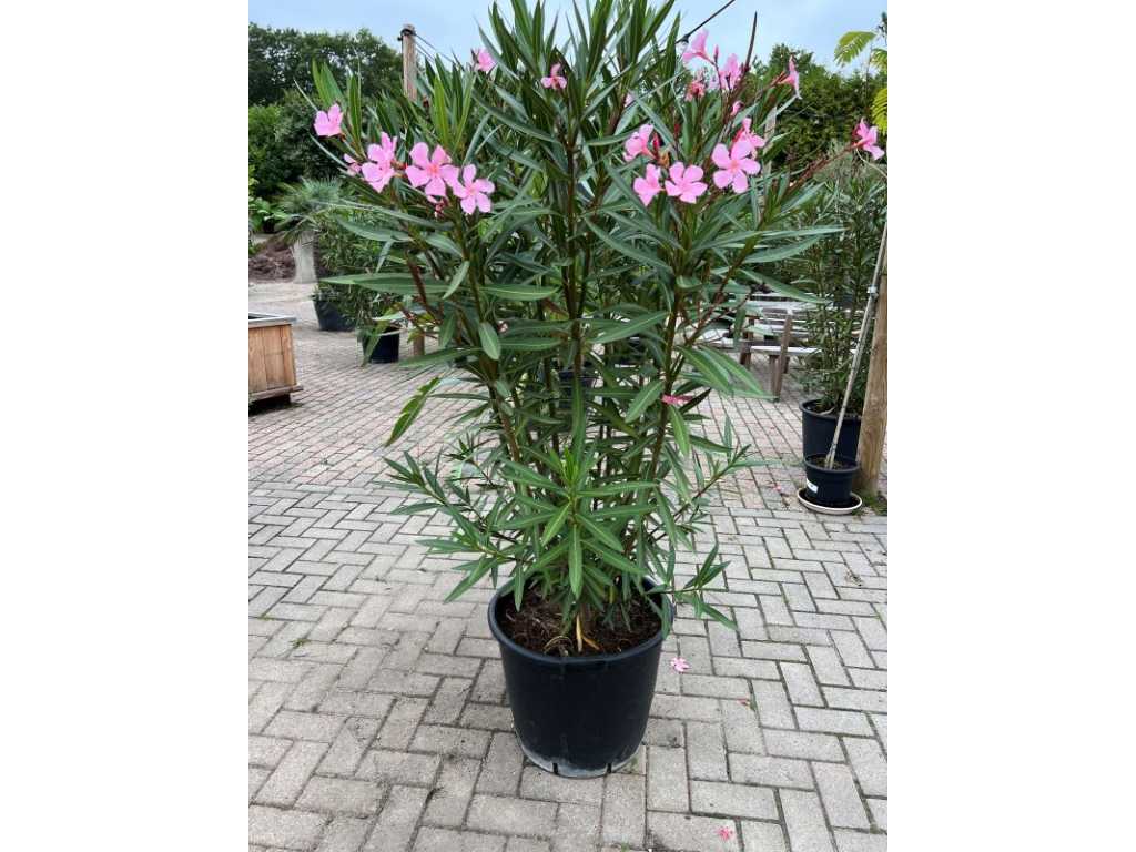Oleander pink 170cm incl pot