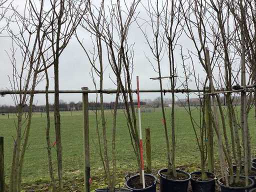 Japanese Ornamental Cherry - Multi-stemmed tree