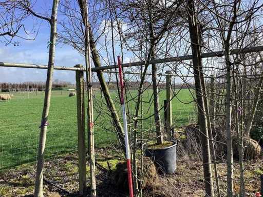 Mela selvatica - Albero a più fusti