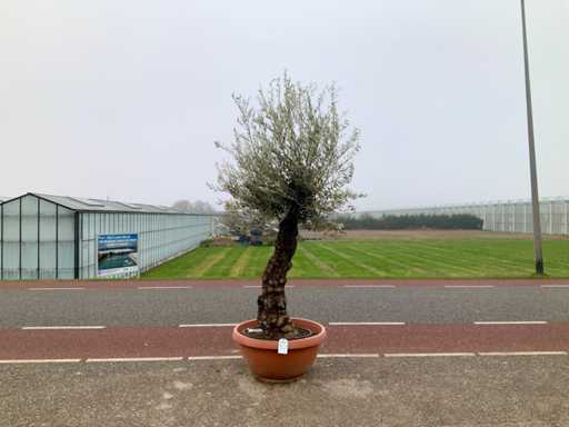 Olivenbaum (Olea Europaea Lessini)