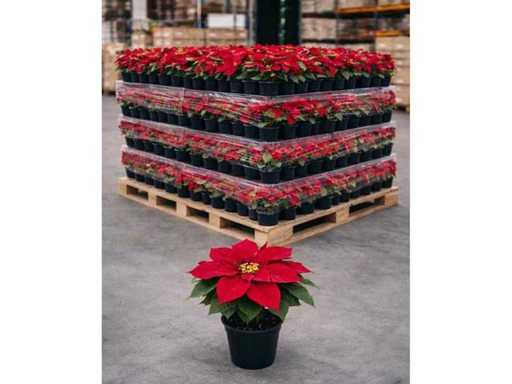 Set of 150 artificial flower pionsetta height 42 cm