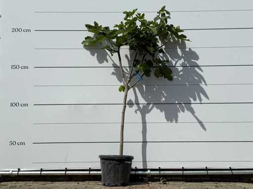 Feigenbaum-Klarstamm M – Ficus Carica – Höhe ca. 200 cm