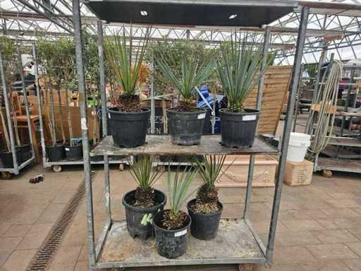 Set de 6 Yucca Rostrata - Crinul Palmier Hardy