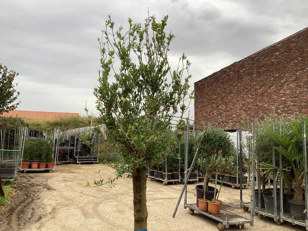 4 olive trunk