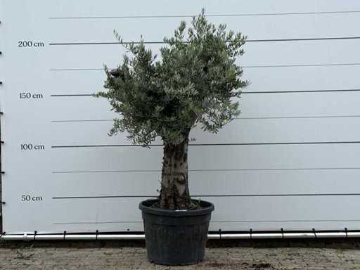 Bonsai d'ulivo - Olea Europaea - circa 40 anni - altezza circa 200 cm