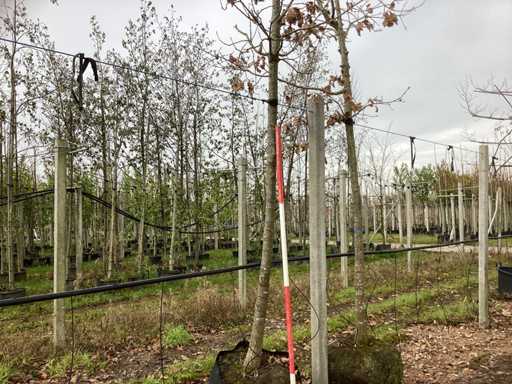 Stejar imperial japonez - Arbore topiar