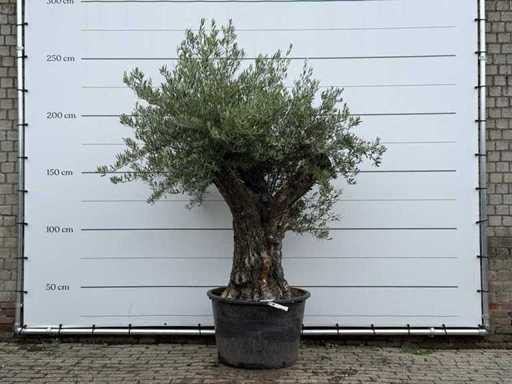 Olive tree Old Trunk - Olea Europaea - approx. 75 years old - height approx. 250 cm