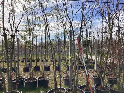 Mela selvatica - Albero a più steli (4 volte)