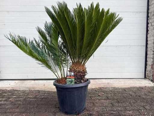 Palmierul Păcii - Cycas Revoluta - înălțime aprox. 120 cm