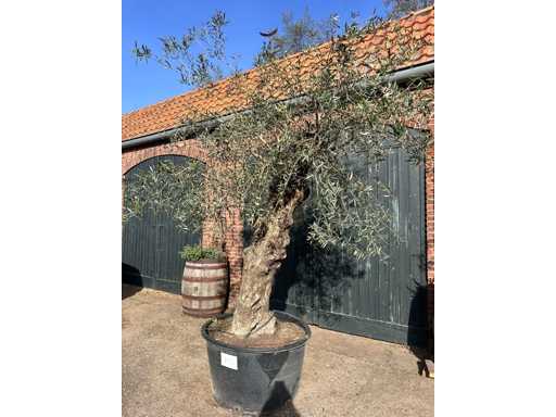 Olive tree (Olea Europea)