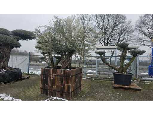 Măslin exclusiv de 100+ ani (Olea europaea) într-un ghiveci cu design de bambus