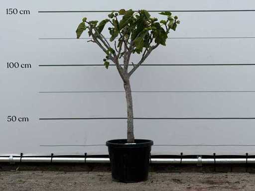 Fico a tronco basso XL - Ficus Carica - altezza circa 150 cm