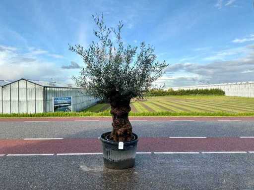 Drzewo oliwne (Olea europaea lessini)