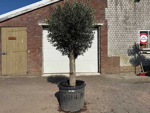 Olive Tree Round Ball M - Olea Europaea - Height approx. 170 cm