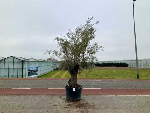 Olijfboom (Olea Europaea Lessini)