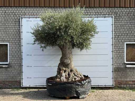 Bonsaï d’olivier XXL - Olea Europaea - environ 250 ans - hauteur environ 280 cm