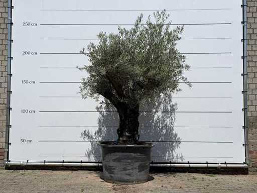 Măslin Piele bătrână - Olea Europaea - aprox. 75 de ani - înălțime aprox. 240 cm