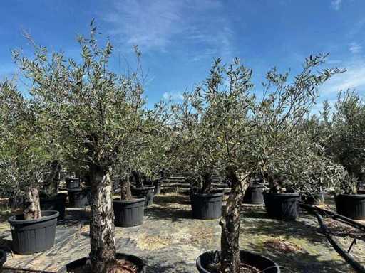 Europäische Olive (2x)