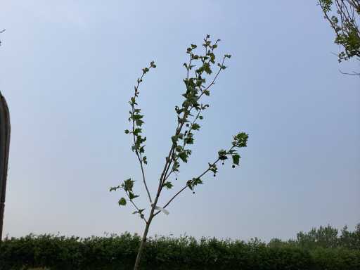 Sierboom - Plantaan (x1)