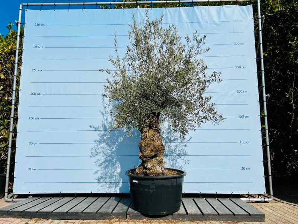 olijfboom. stamomvang 80 - 100 cm.