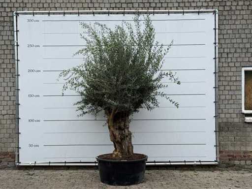 Olivo Tortuga XL - Olea Europaea - circa 80 anni - altezza circa 260 cm