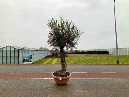 Olijfboom (Olea Europaea Lessini)