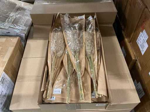 Partia dzikich piór trzciny 75 cm naturalnych (240x)