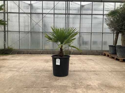 Palma (Trachycarpus fortunei)