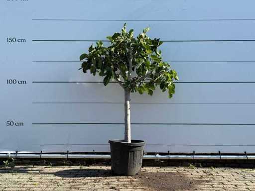 Figuier bas - Ficus Carica - hauteur environ 150 cm