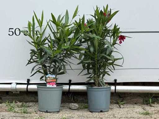 2x Oleanderrot – Neriumoleander – Höhe ca. 50 cm