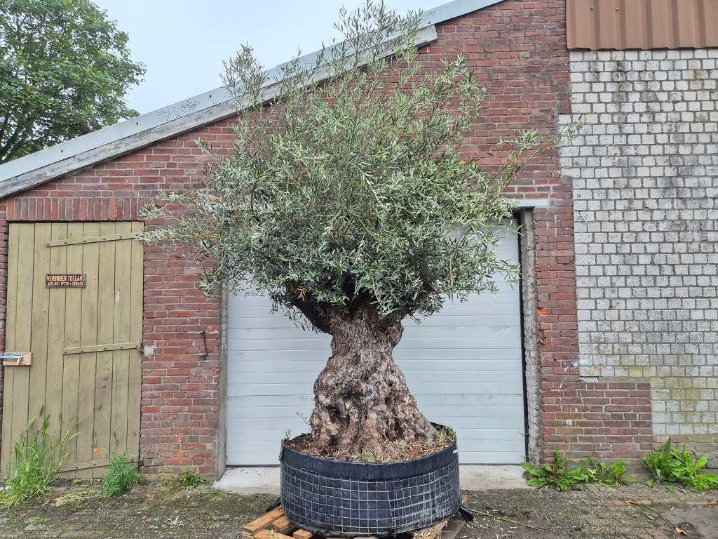 Bonsaï d’olivier - Olea Europaea - 250 ans - hauteur env. 350 cm