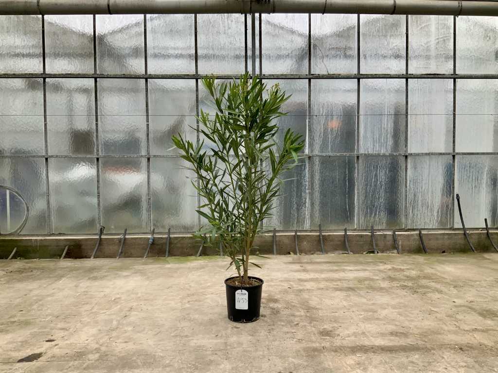 oleander biały (Nerium Oleander)