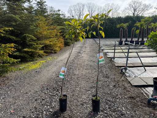 Eriobotrya Japonica - Japanese Woolly Overleaf 170cm (2x)