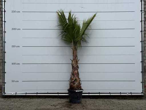 Mexican fan palm - Washingtonia Robusta - height approx. 230 cm