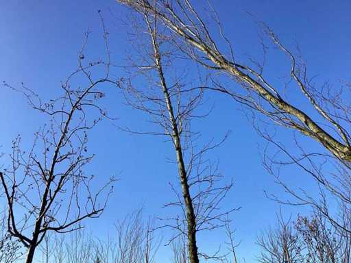 Tulpenboom - Vormboom