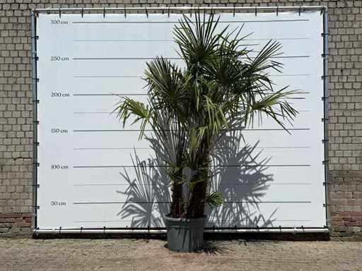 Chinese waaierpalm dubbele stam - Trachycarpus Fortunei - hoogte ca. 270 cm