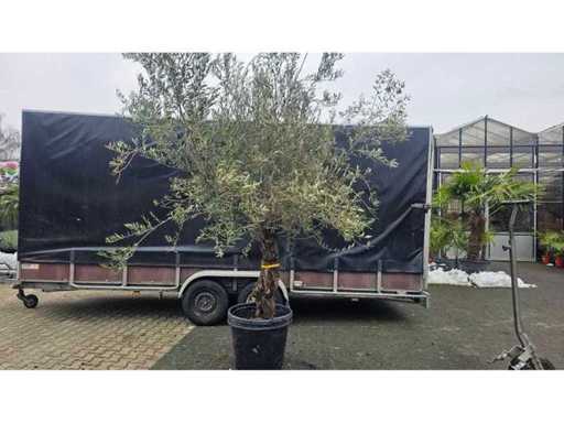 Măslin magnific (Olea europaea) - 300 cm - Trunchi de caracter