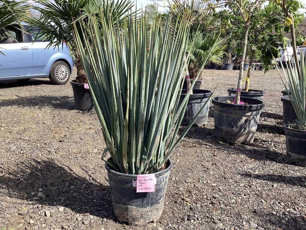 3 x Yucca Rostrata (Hardy - lot)