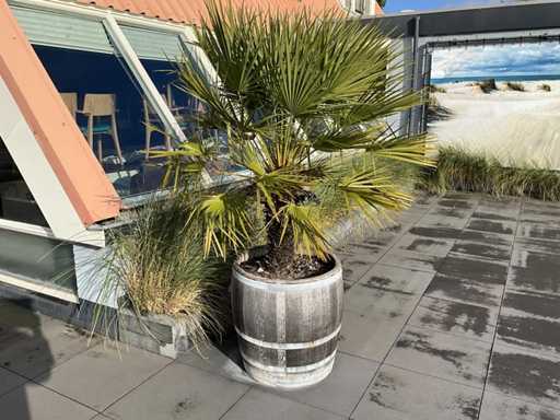 Pflanzgefäß mit Pflanze